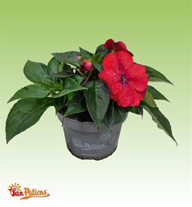 Bild von Impatiens Sun Patiens P13 Scarlet